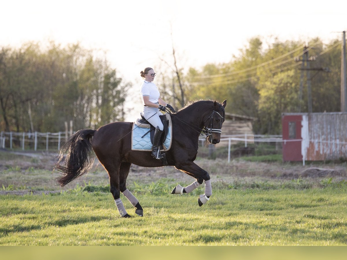 Húngaro Caballo castrado 11 años 175 cm Castaño oscuro in Nagykanizsa