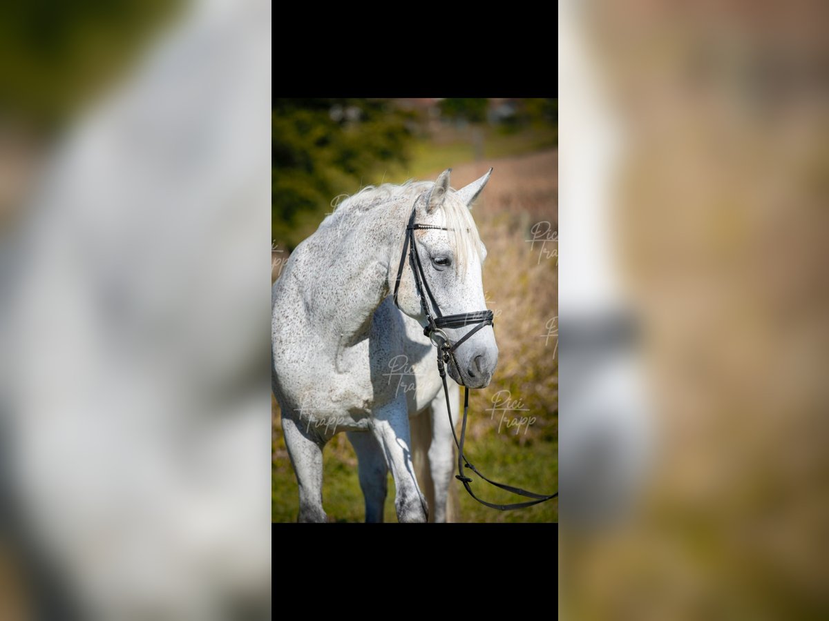 Húngaro Caballo castrado 12 años 160 cm Tordo picazo in Sinabelkirchen