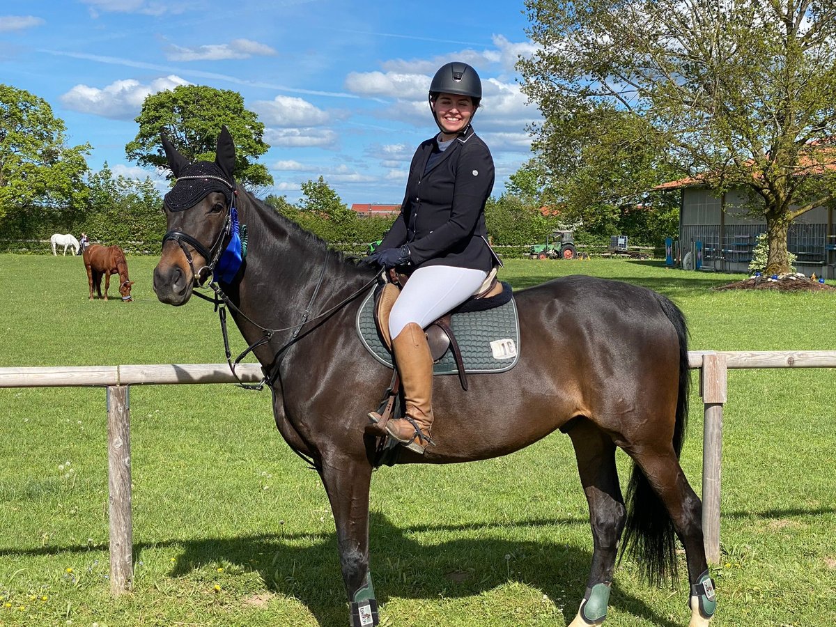 Húngaro Caballo castrado 12 años 168 cm Castaño oscuro in Holzkirchen