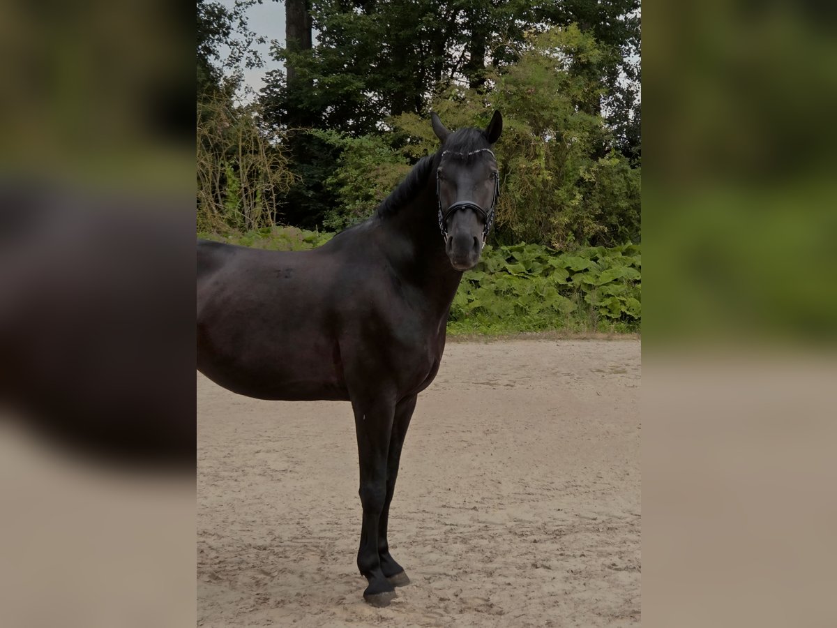 Húngaro Caballo castrado 12 años 168 cm Negro in G&#xF6;ttingen