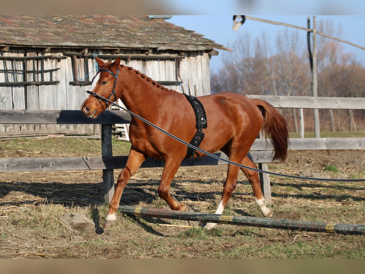 Húngaro Caballo castrado 3 años 163 cm Alazán-tostado in Écs