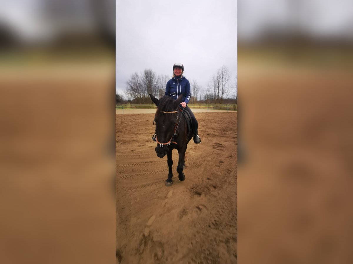 Húngaro Caballo castrado 4 años 155 cm Morcillo in Bad ischl