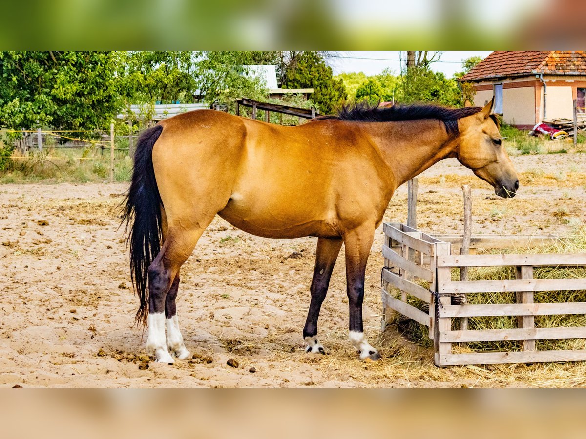 Húngaro Caballo castrado 4 años 158 cm Buckskin/Bayo in Lad&#xE1;nybene