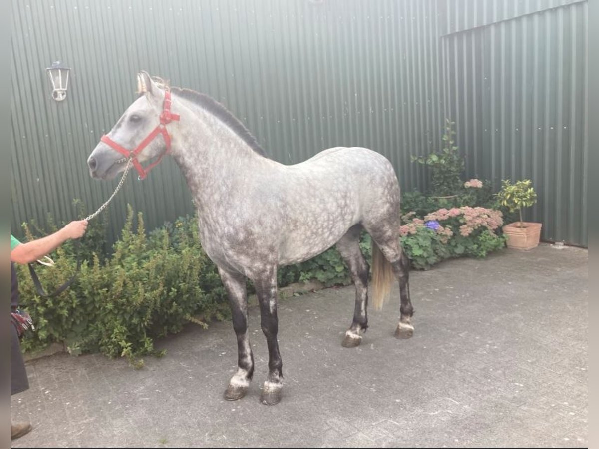 Húngaro Caballo castrado 5 años 147 cm Tordo rodado in S&#xFC;derl&#xFC;gum