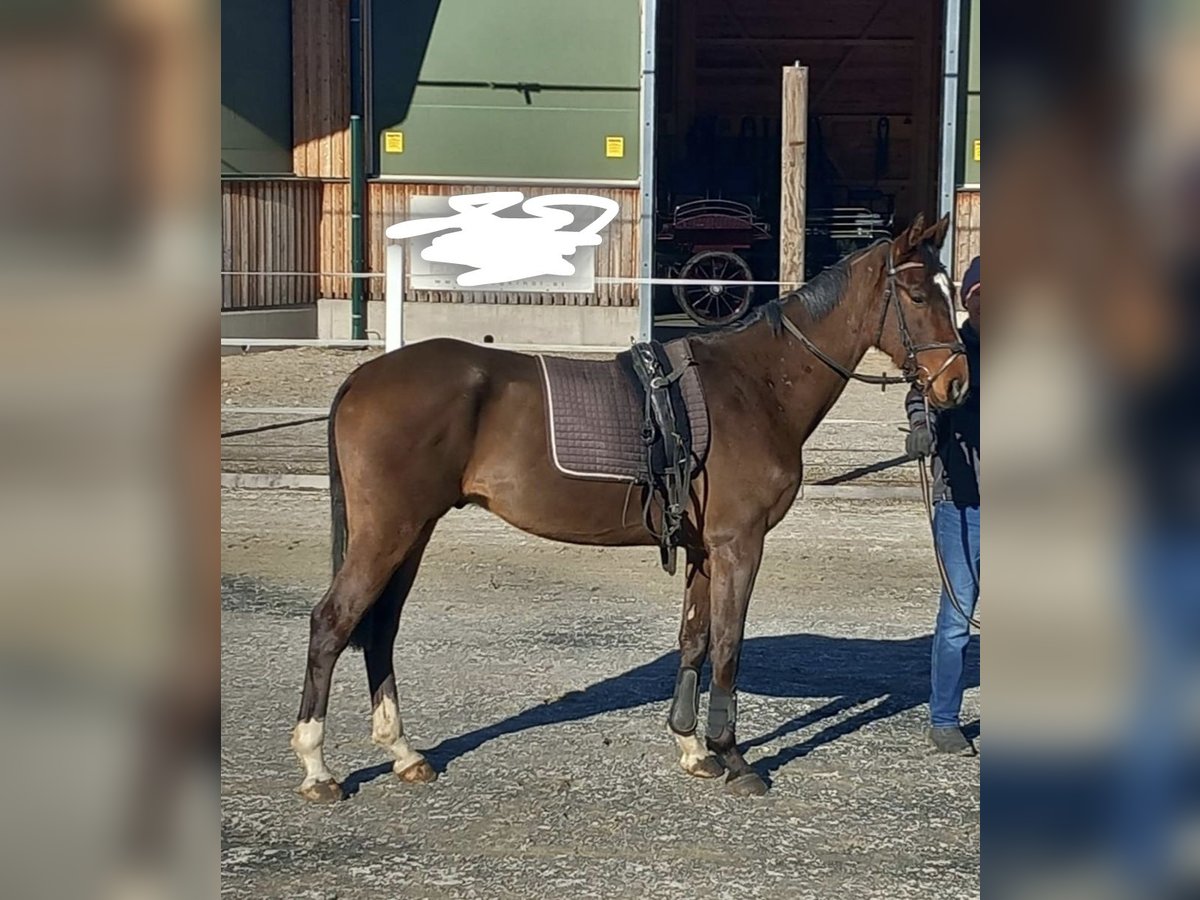 Húngaro Mestizo Caballo castrado 5 años 155 cm Castaño in Labientschach