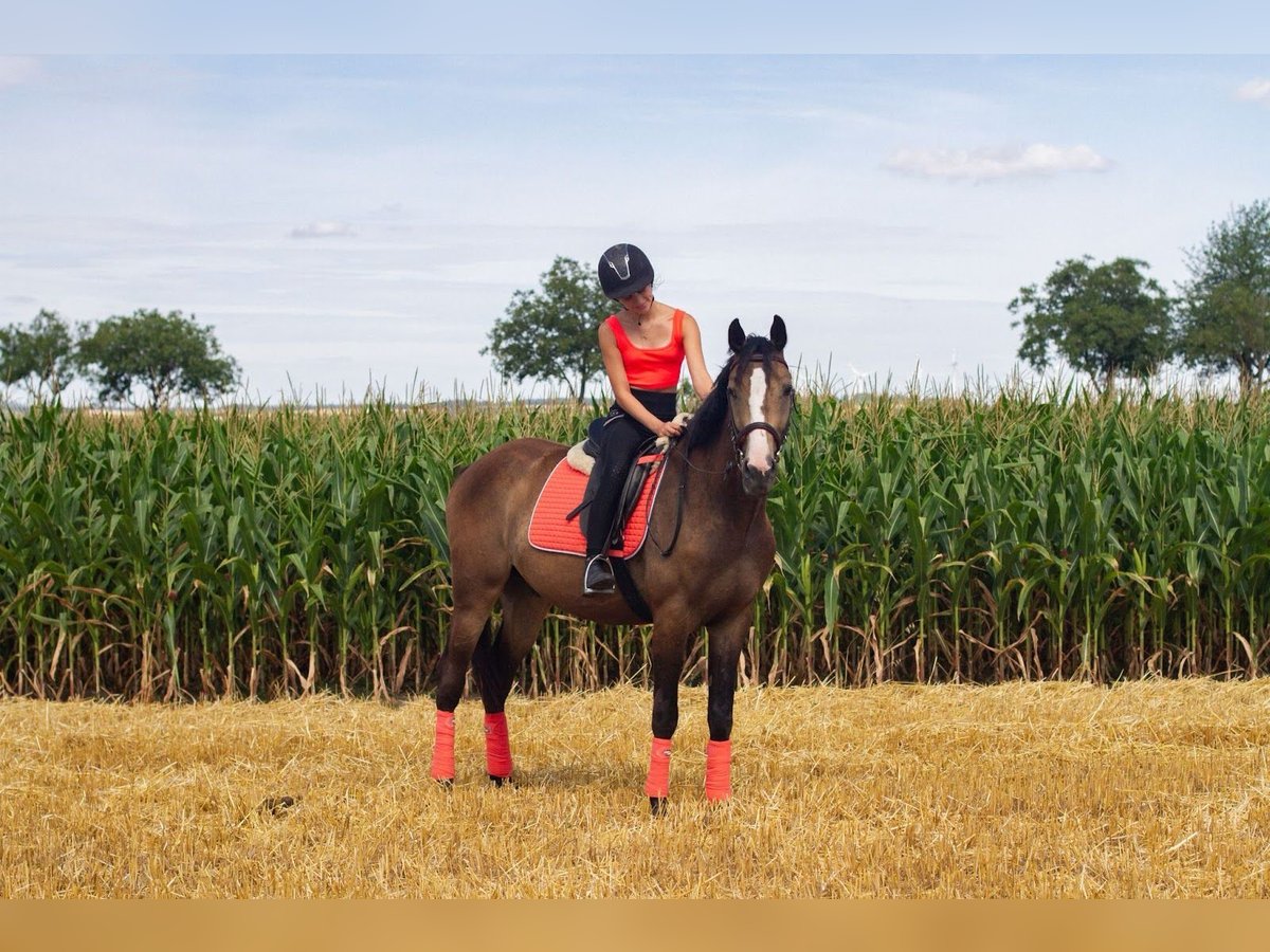 Húngaro Mestizo Caballo castrado 5 años 160 cm Bayo in