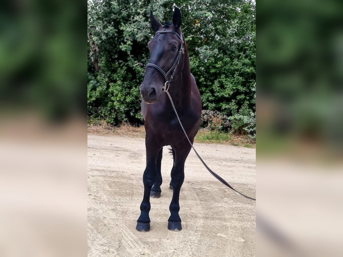 Húngaro Mestizo Caballo castrado 5 años 167 cm Negro in Békés