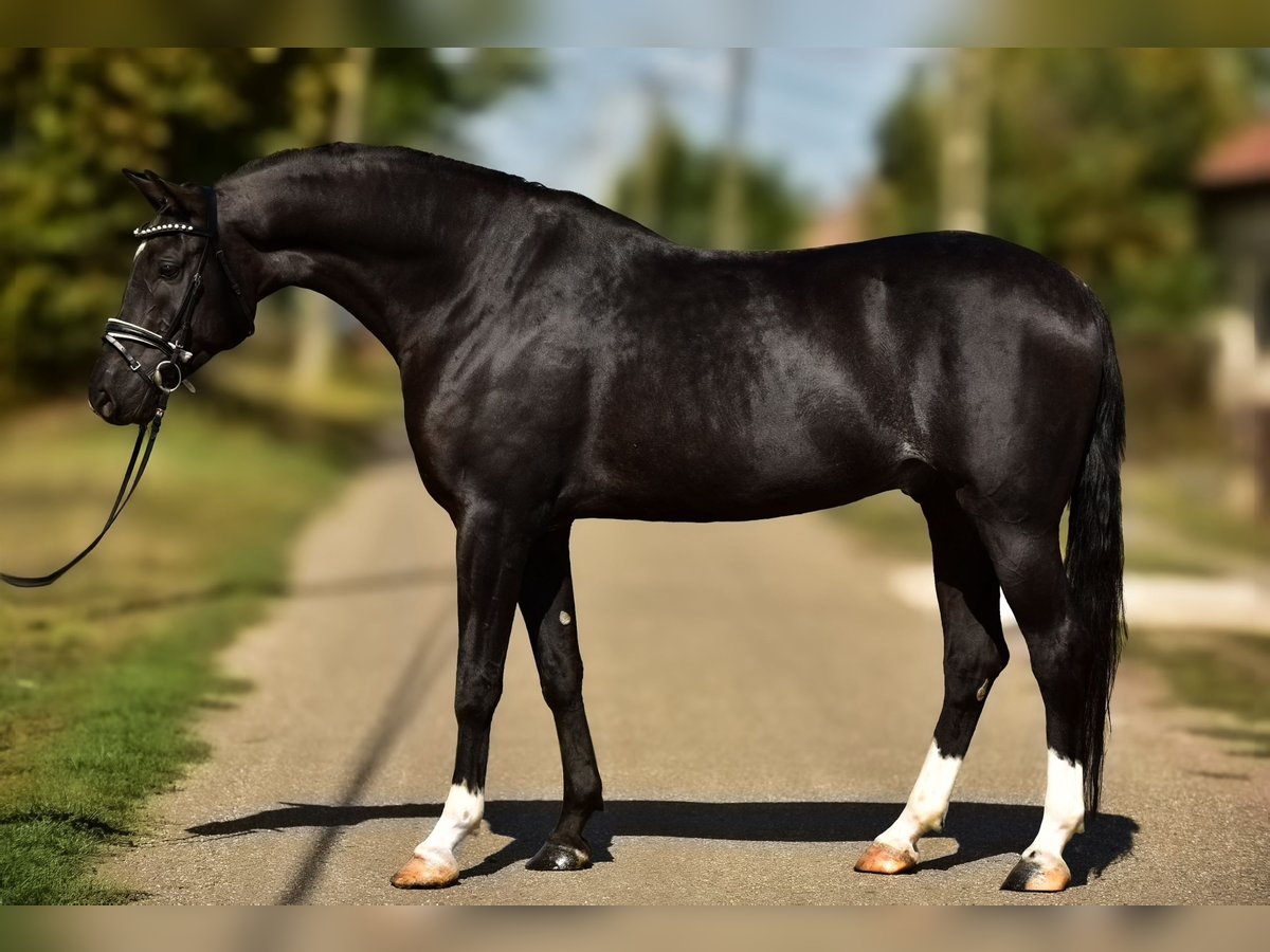 Húngaro Caballo castrado 5 años 168 cm Negro in Zalaegerszeg