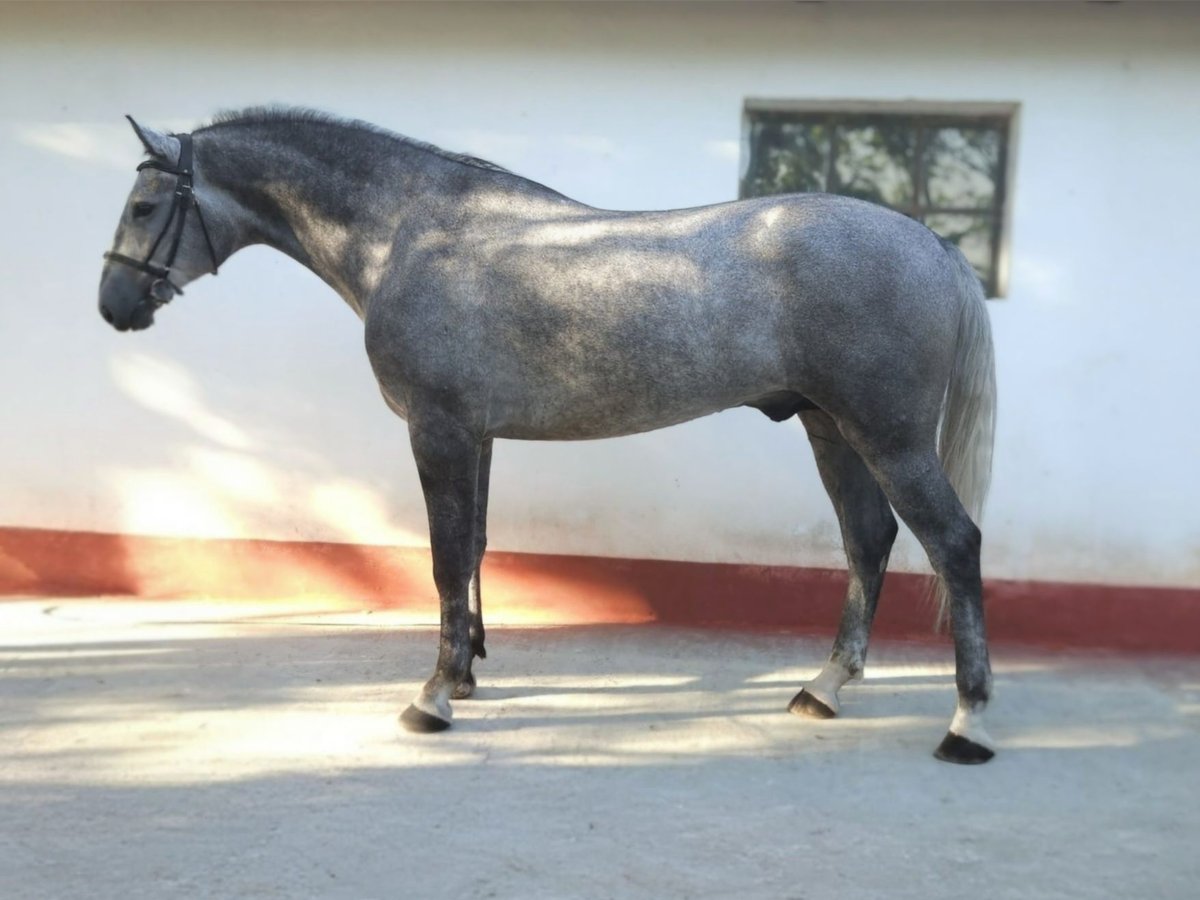 Húngaro Caballo castrado 5 años 169 cm Tordo in B&#xE9;k&#xE9;s