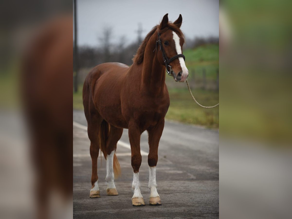 Húngaro Caballo castrado 6 años 153 cm Alazán in B&#xE9;k&#xE9;scsaba