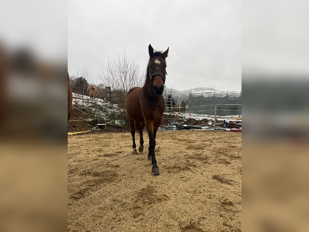 Húngaro Caballo castrado 6 años 158 cm Castaño in Yspertal