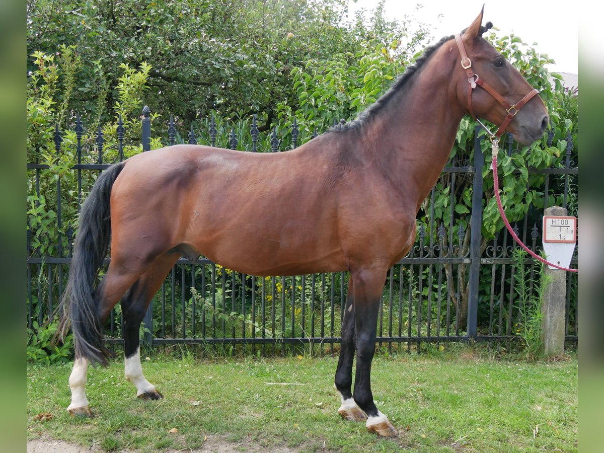 Húngaro Caballo castrado 6 años 164 cm in Dorsten