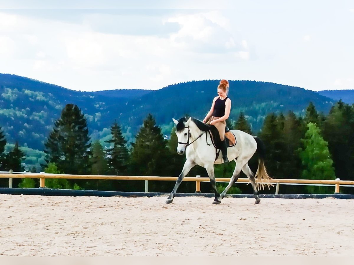 Húngaro Mestizo Caballo castrado 6 años 164 cm Tordillo negro in Klingenthal/Sachsen