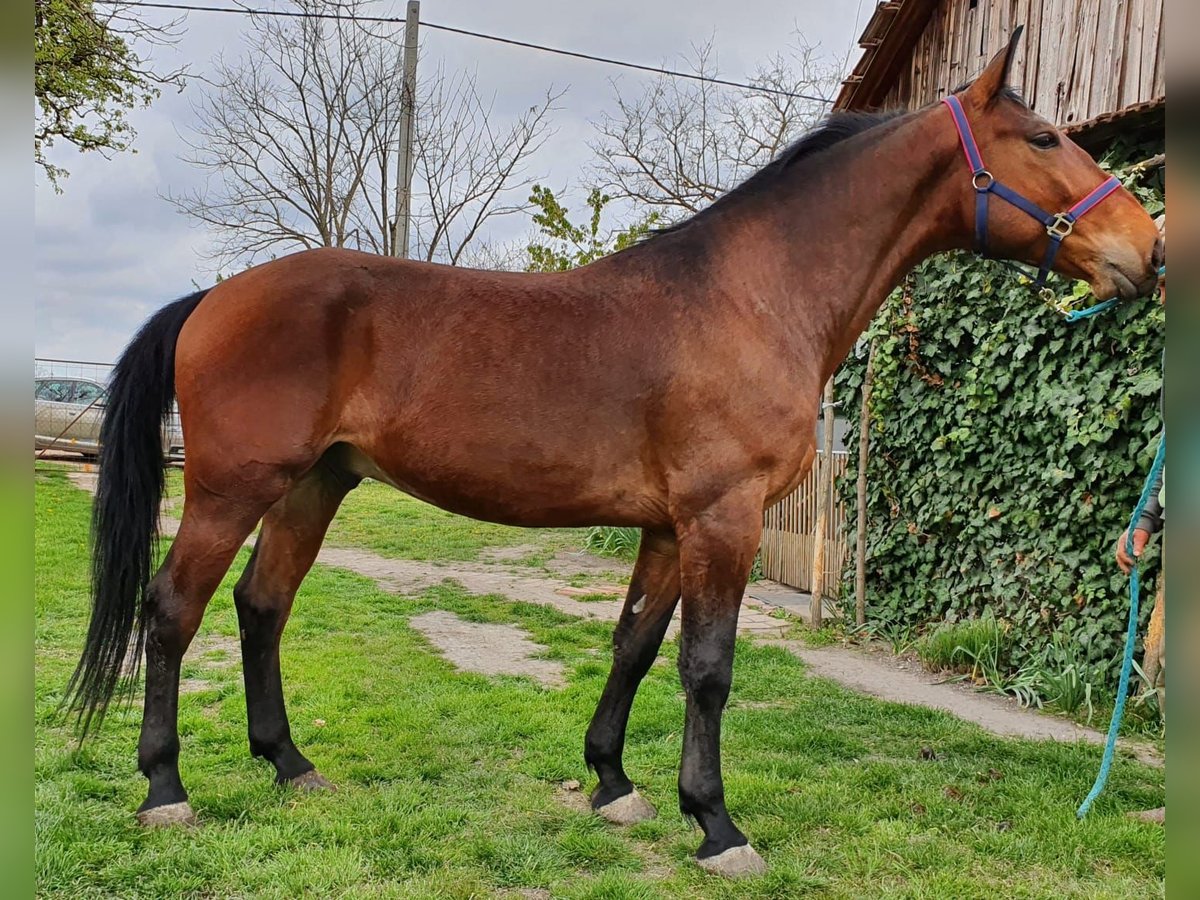 Húngaro Caballo castrado 6 años 169 cm Castaño in Biharugra Húngaro Caballo castrado 6 años 169 cm Castaño in Biharugra