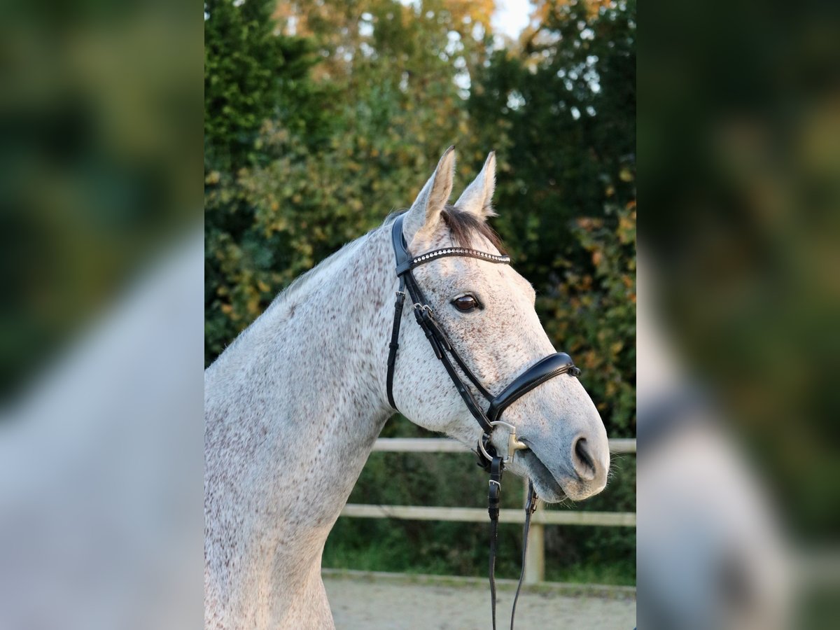 Húngaro Caballo castrado 7 años 167 cm Tordo picazo in Glandorf