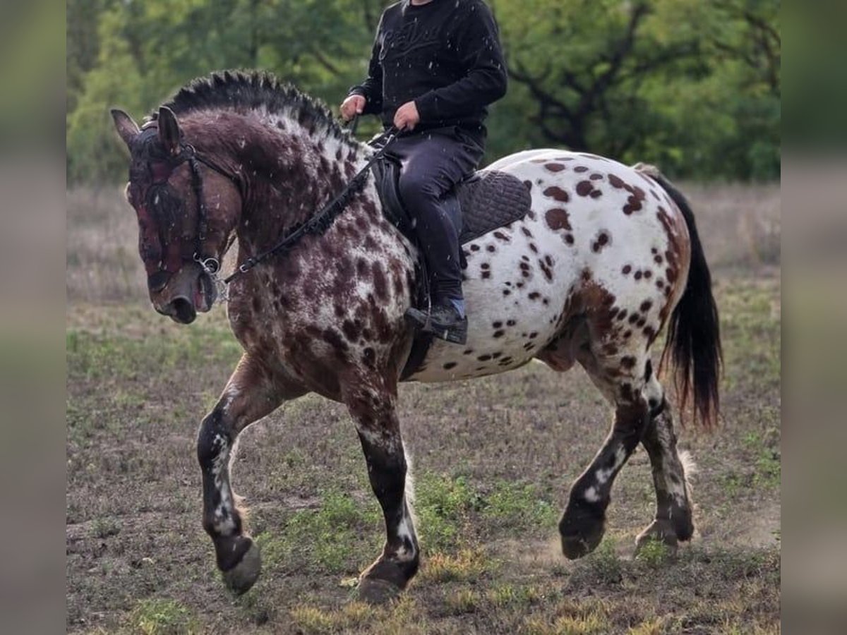 Húngaro Caballo castrado 7 años 169 cm Atigrado/Moteado in Tass