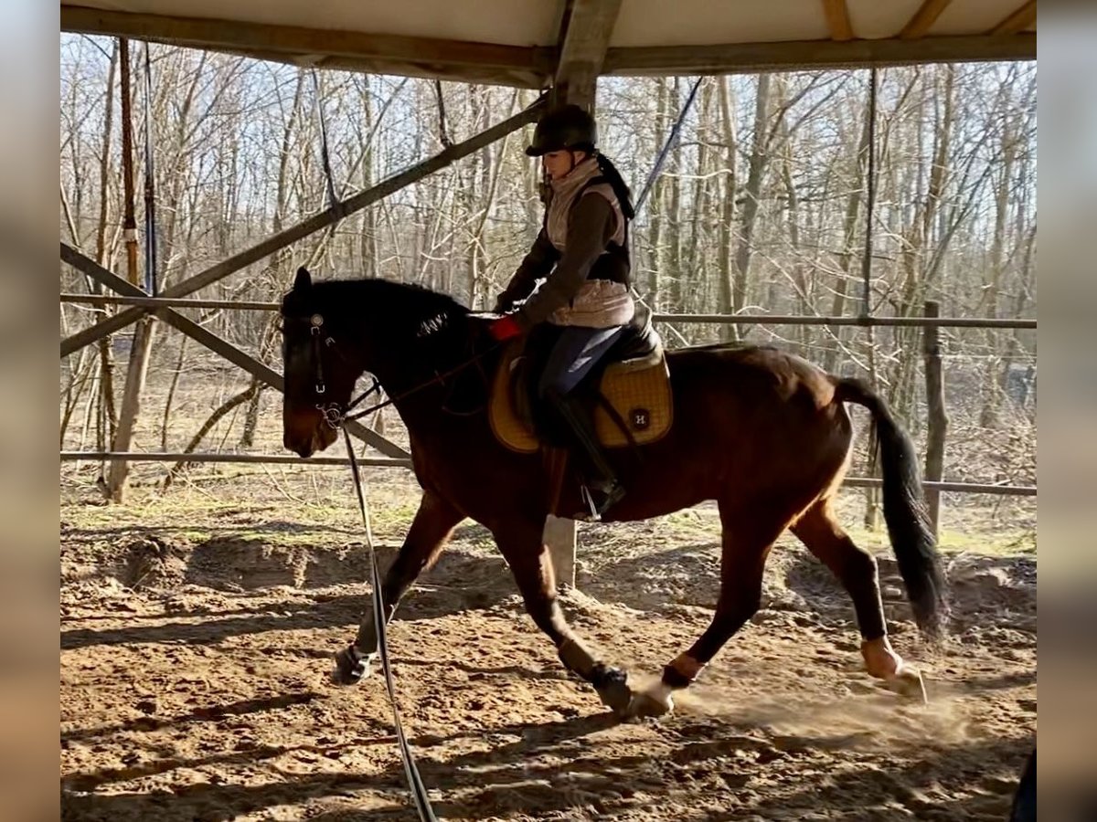 Húngaro Mestizo Caballo castrado 8 años 163 cm Castaño oscuro in Nagyk&#xE1;ta