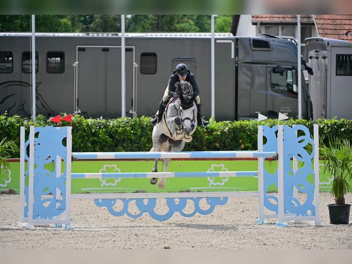 Húngaro Caballo castrado 8 años 168 cm Tordo in P&#xE1;tka