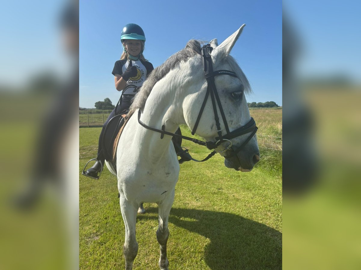 Húngaro Mestizo Caballo castrado 9 años 148 cm Tordo in Poppenb&#xFC;ll