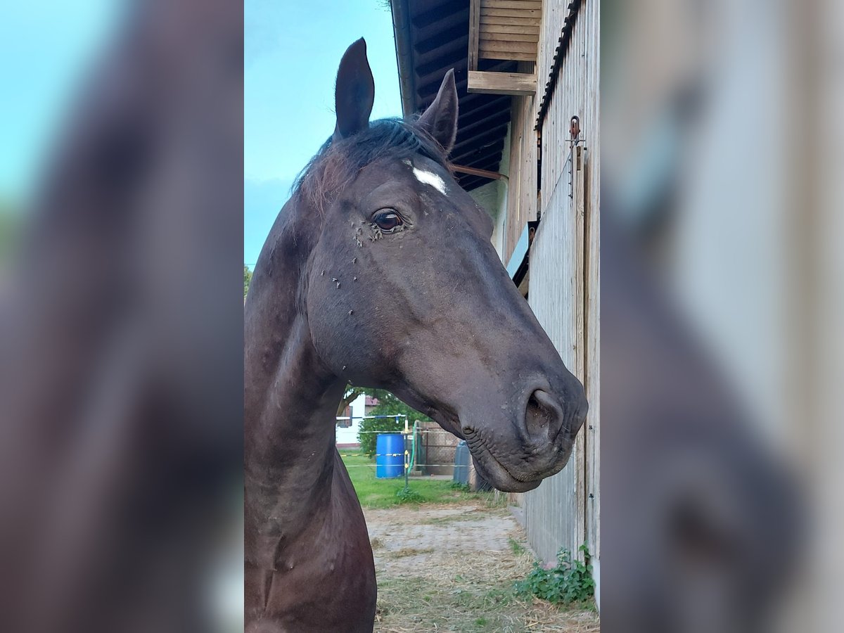 Húngaro Caballo castrado 9 años 160 cm Negro in Altusried