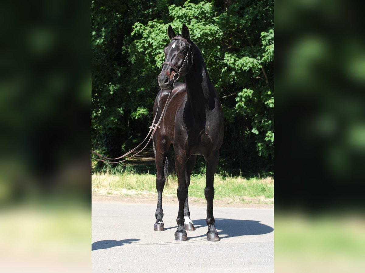 Húngaro Caballo castrado 9 años 165 cm Negro in Budapest
