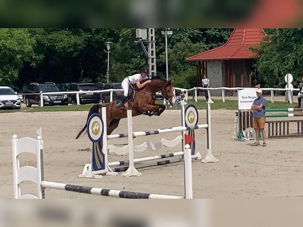 Húngaro Caballo castrado 9 años 170 cm Castaño rojizo in G&#xF6;d&#xF6;ll&#x151;
