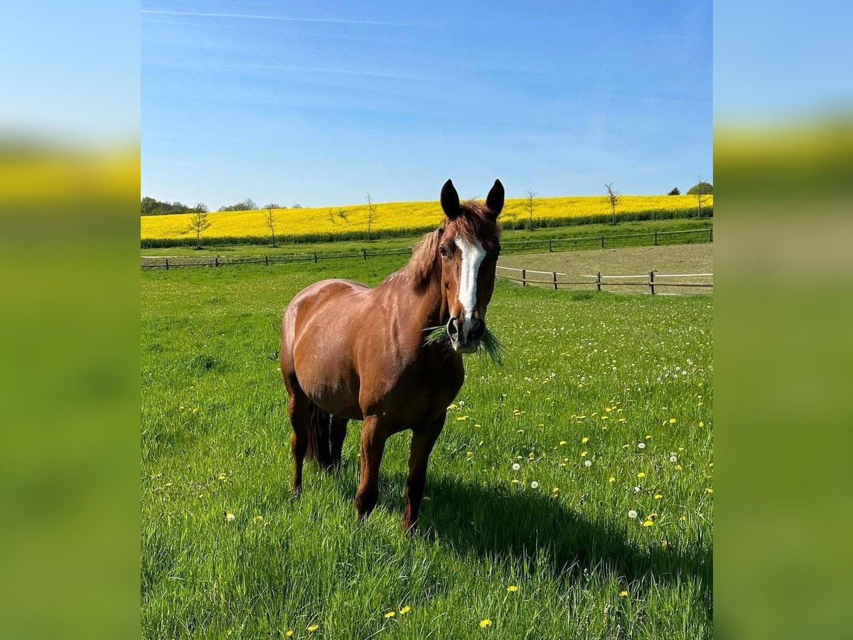 Húngaro Yegua 10 años 168 cm Alazán in Mettmann