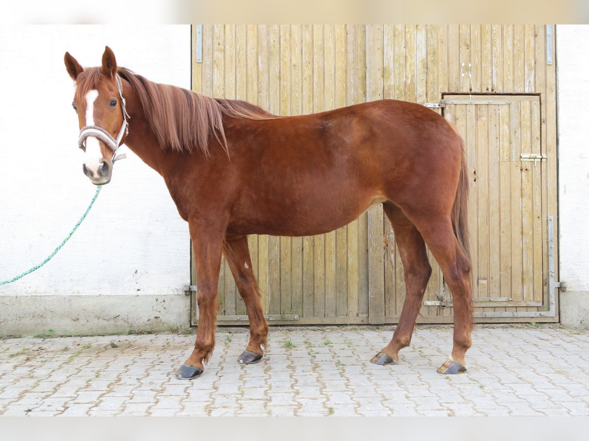 Húngaro Yegua 20 años 163 cm Alazán in Dasing