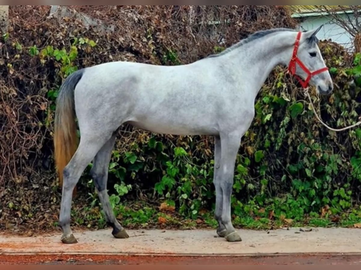 Húngaro Yegua 4 años 155 cm Tordo in B&#xE9;k&#xE9;s