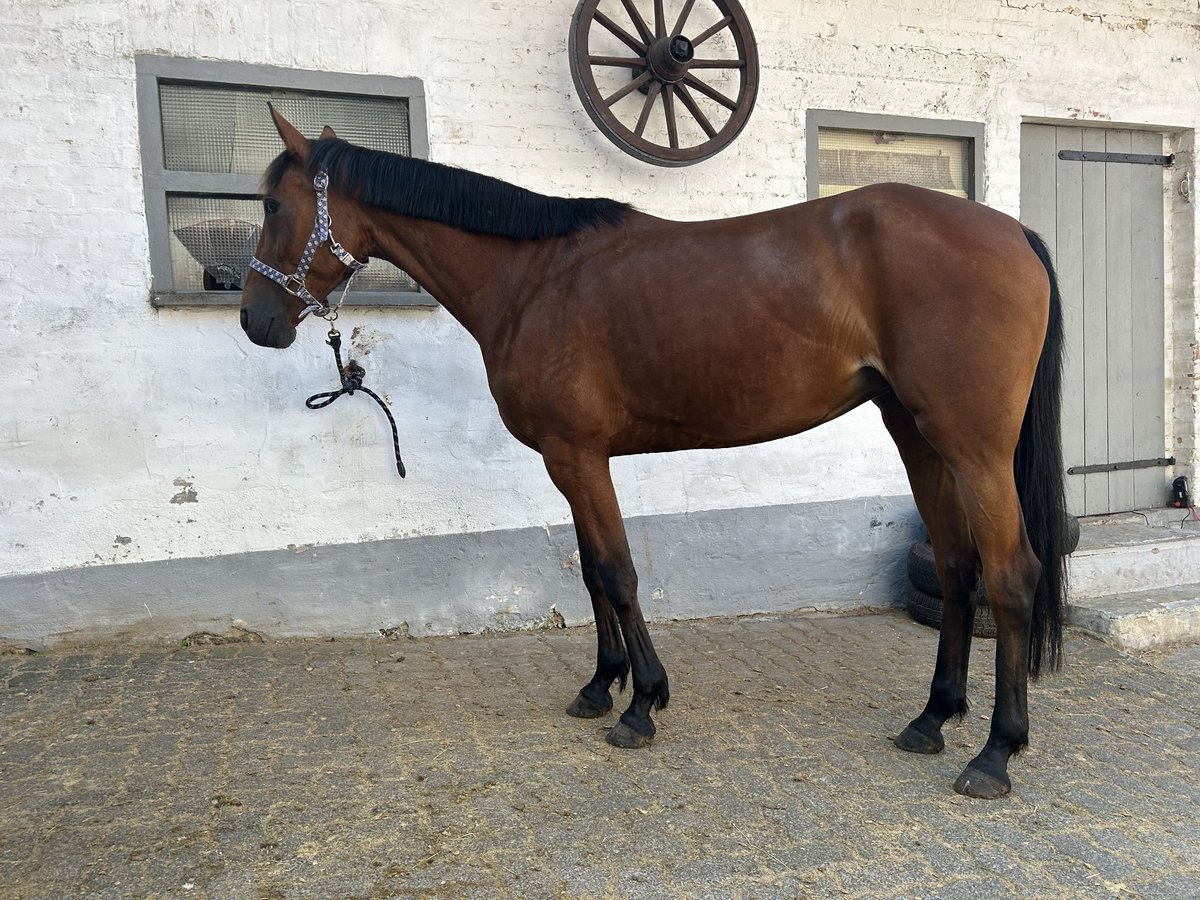 Húngaro Yegua 7 años 155 cm Castaño in Knüllwald