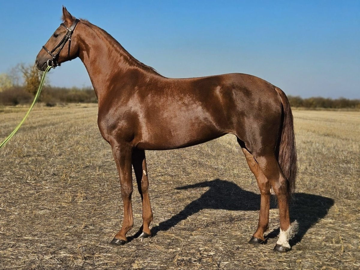 Húngaro Yegua 7 años 174 cm Alazán in B&#xE9;k&#xE9;s