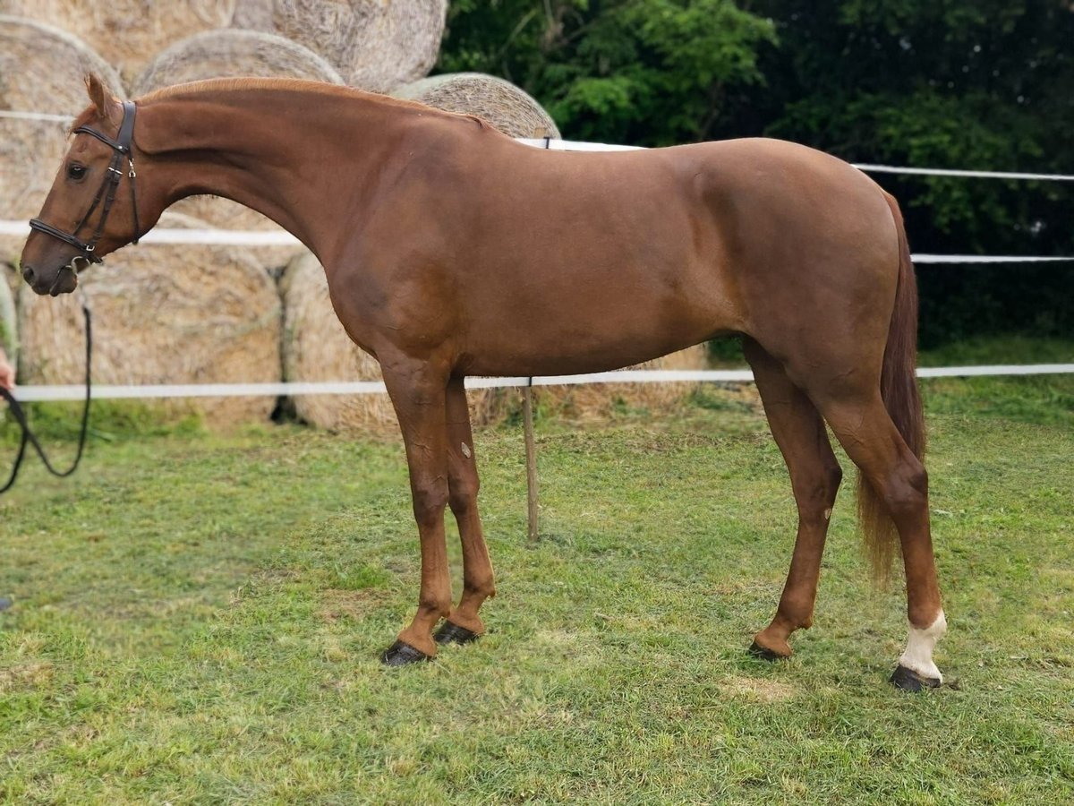 Húngaro Mestizo Yegua 7 años 175 cm Alazán in B&#xE9;k&#xE9;s