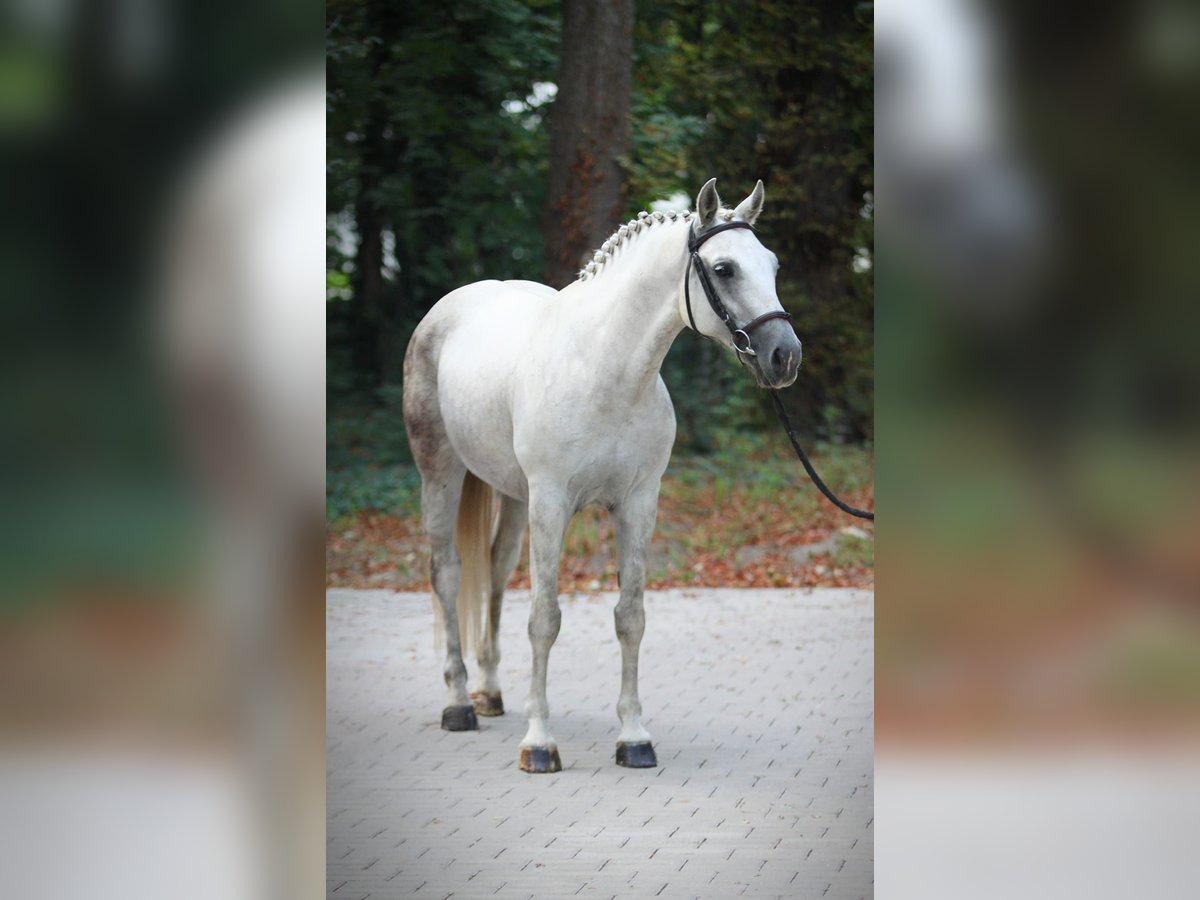 Húngaro Yegua 8 años 153 cm Tordo in Königsdorf