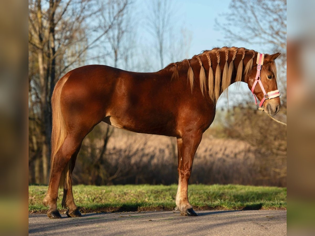 Húngaro Yegua 9 años 148 cm Alazán in Putten