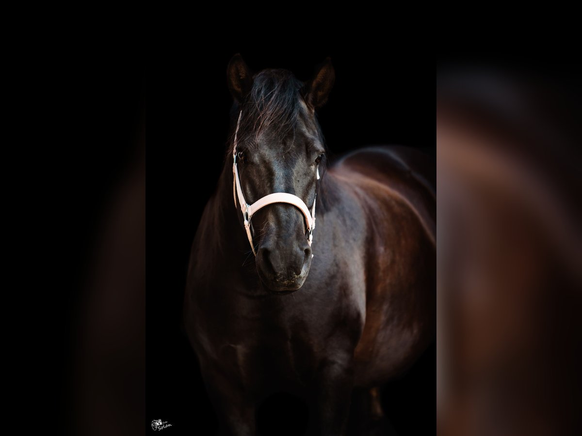 Hutsul Caballo castrado 10 años 140 cm Negro in Lubin