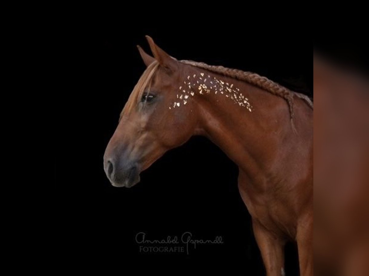 Hutsul Mestizo Caballo castrado 10 años 145 cm Alazán in Gleisdorf