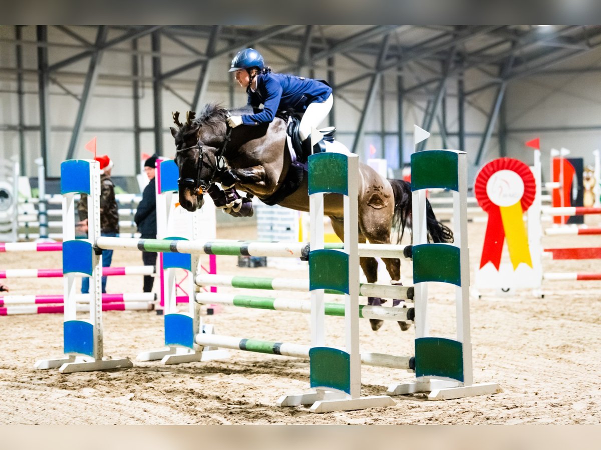 Hutsul Caballo castrado 12 años 136 cm Castaño oscuro in Gdańsk