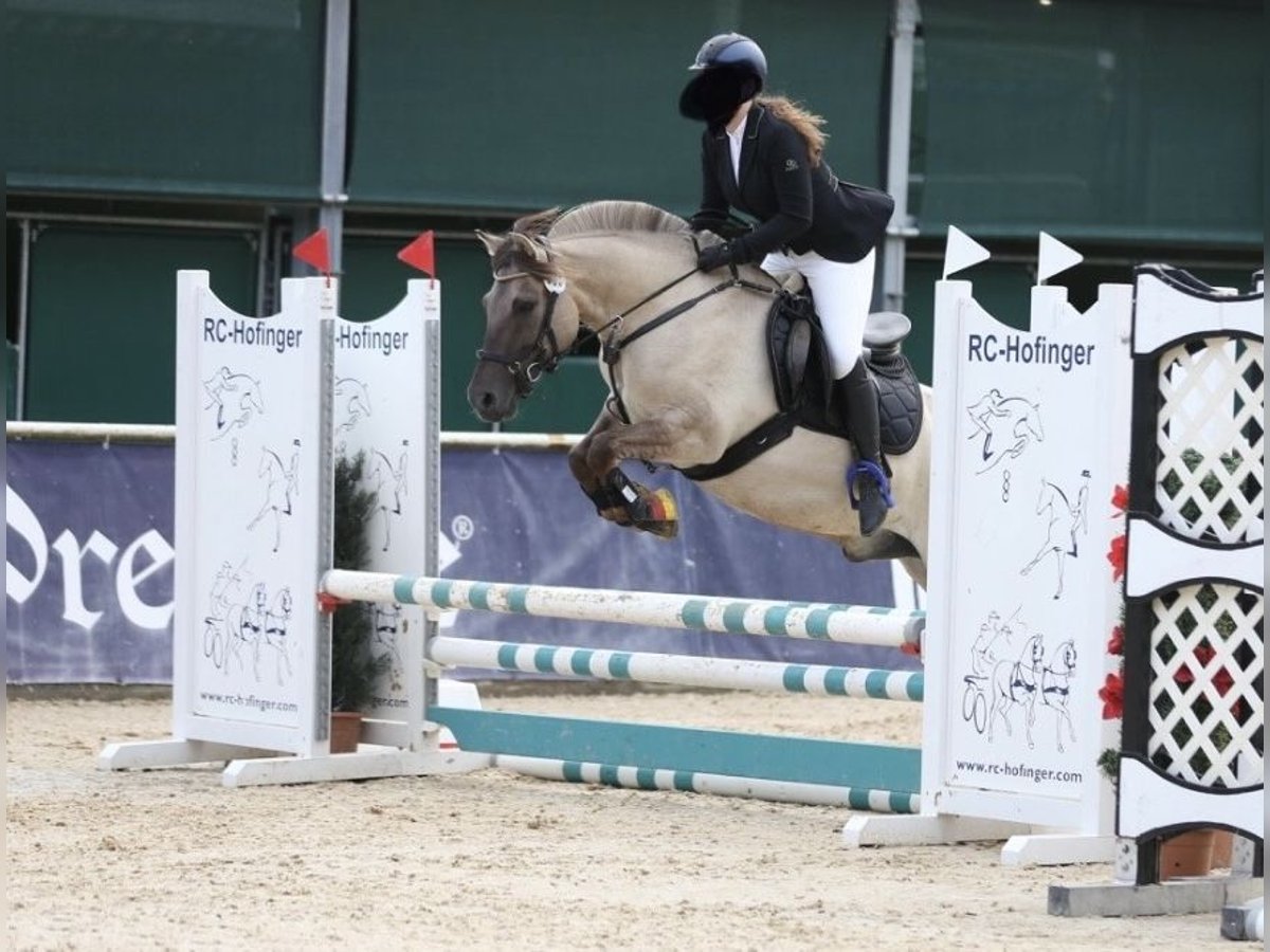 Hutsul Caballo castrado 12 años 143 cm in UnterneukircheN