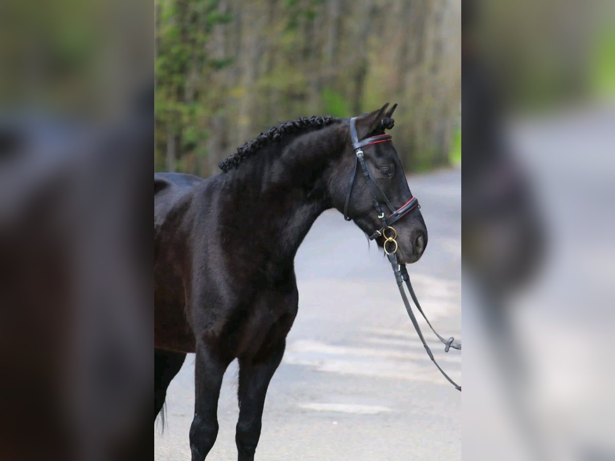 Hutsul Caballo castrado 12 años 146 cm Negro in Szegvár