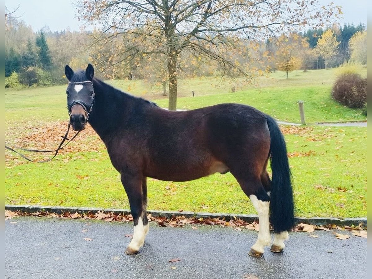 Hutsul Caballo castrado 14 años 140 cm Castaño oscuro in Ampflwang