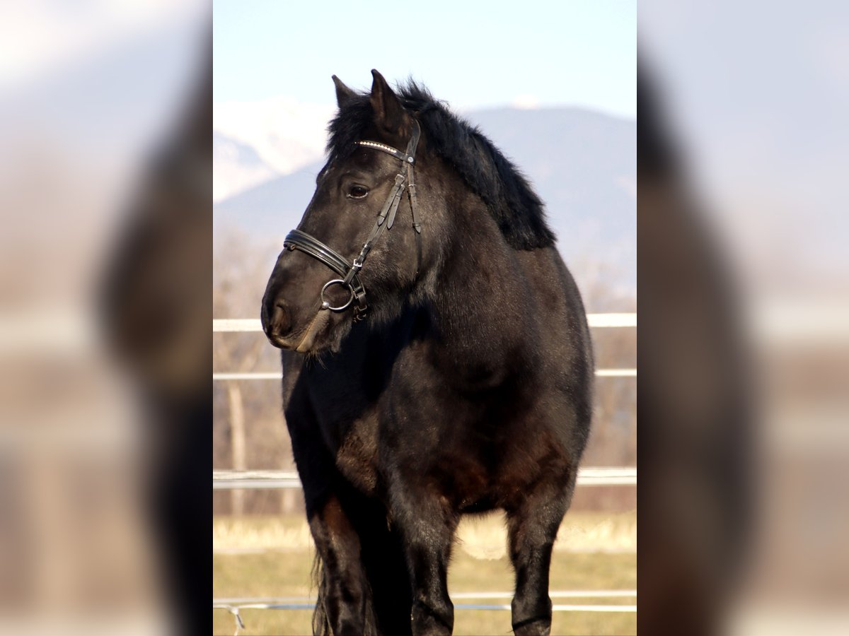 Hutsul Caballo castrado 14 años 147 cm Morcillo in Kirchbichl