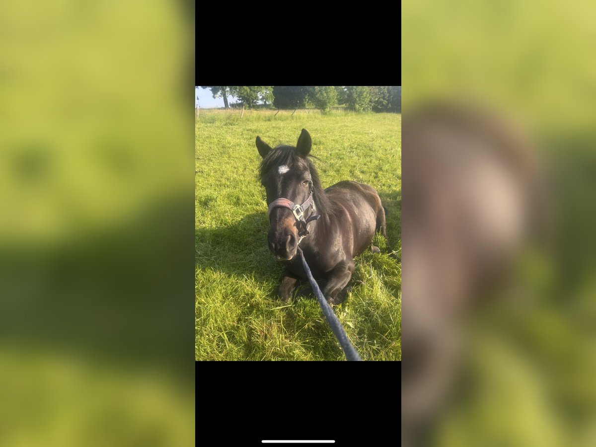 Hutsul Caballo castrado 15 años 145 cm Negro in Iserlohn