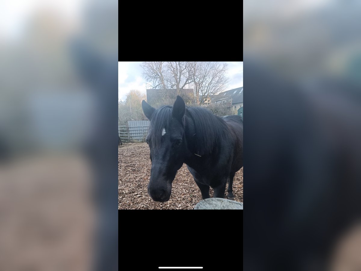 Hutsul Caballo castrado 15 años 145 cm Negro in Iserlohn