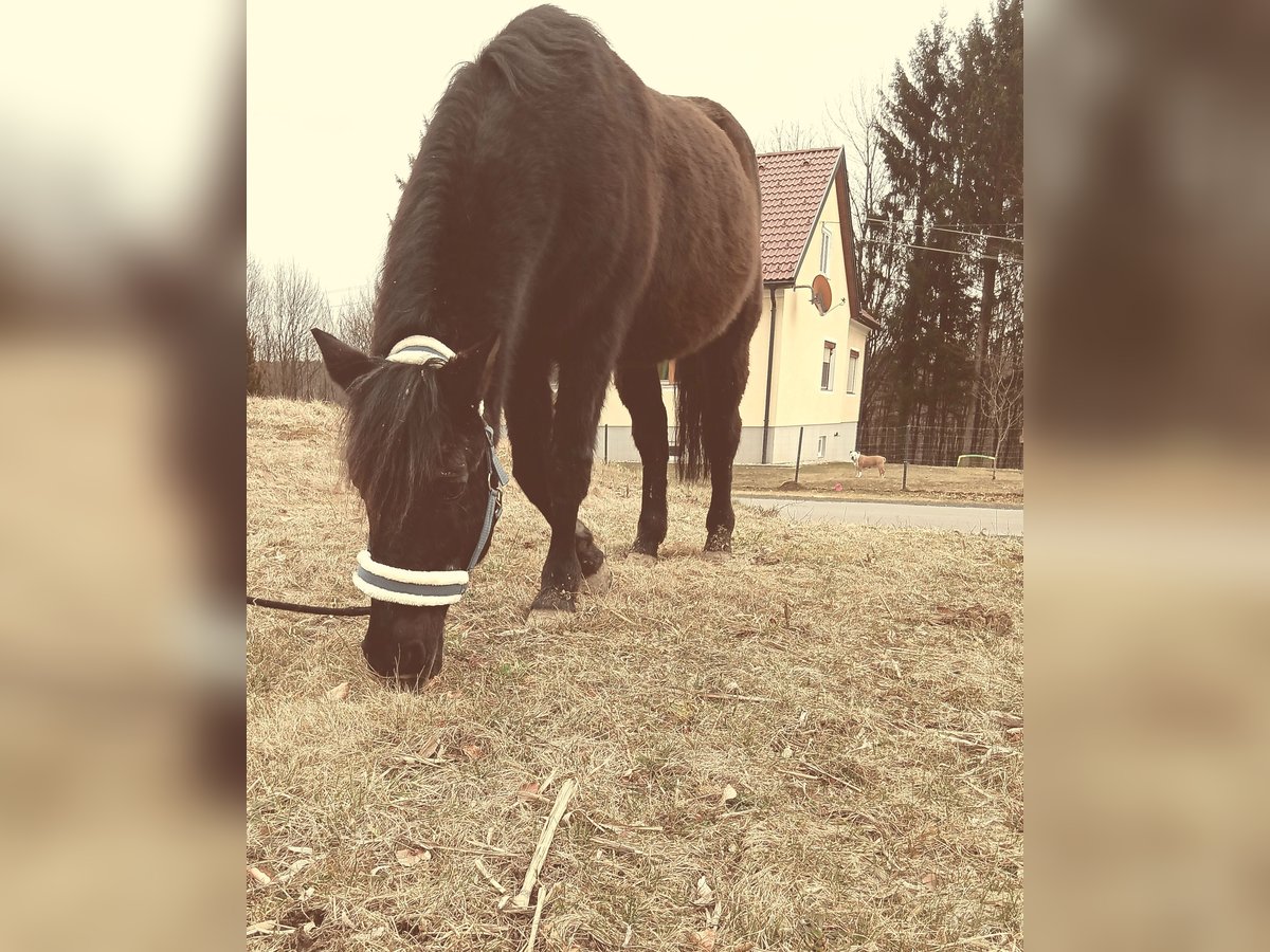 Hutsul Mestizo Caballo castrado 16 años 150 cm Negro in Jennersdorf