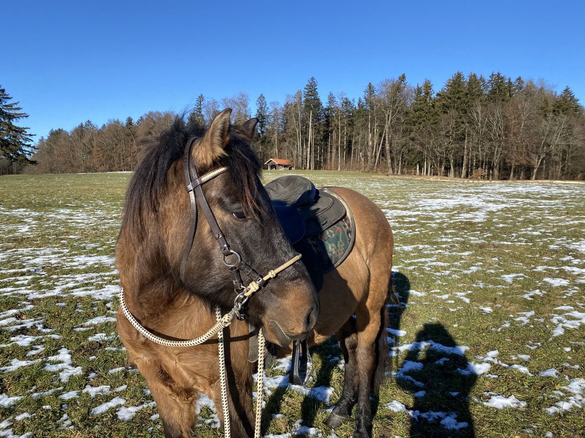 Hutsul Caballo castrado 4 años 137 cm Bayo in Dietramszell