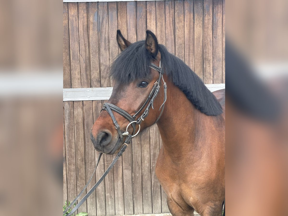 Hutsul Caballo castrado 4 años 138 cm Castaño in M&#xFC;lheim an der Ruhr