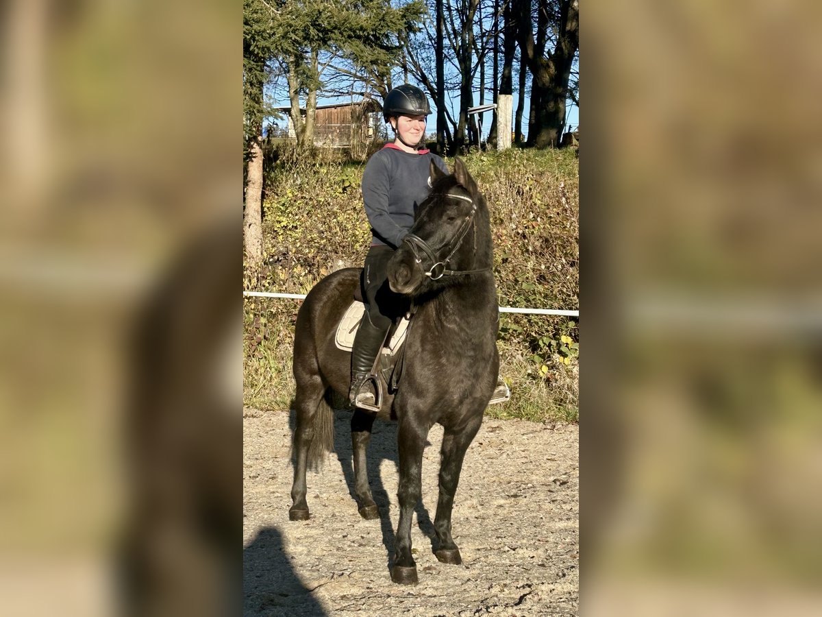 Hutsul Caballo castrado 4 años 150 cm Negro in Pelmberg