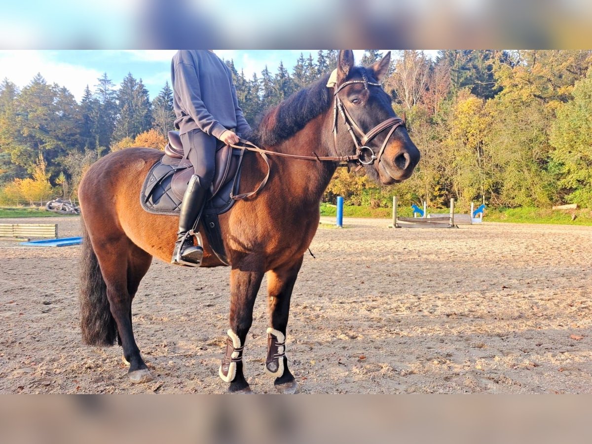 Hutsul Caballo castrado 5 años 143 cm in Horgau