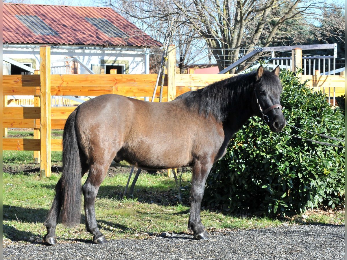 Hutsul Caballo castrado 5 años 145 cm Bayo in Schattendorf