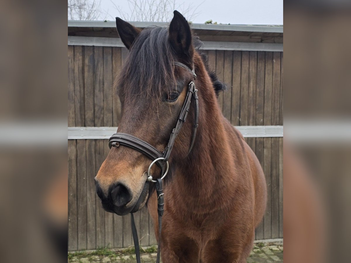 Hutsul Caballo castrado 5 años 145 cm Castaño in Mülheim an der Ruhr